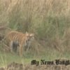 India-Boasts-6.1-Percent-Growth-In-Tiger-Population