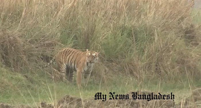 India-Boasts-6.1-Percent-Growth-In-Tiger-Population