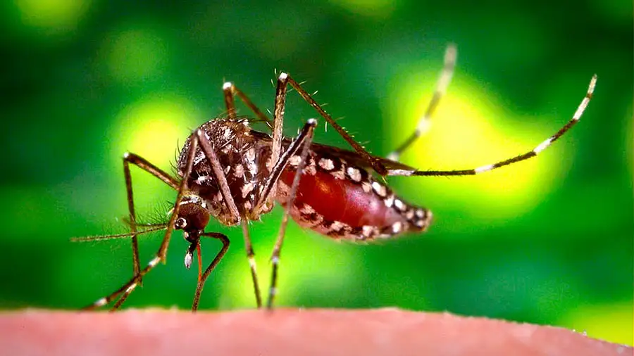 Dengue My News Bangladesh