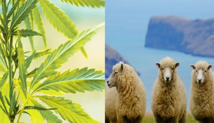 A flock of sheep Was Jumping After Eating 100 Kg Of Cannabis My News Bangldesh