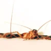 German Cockroaches Uprising in Dhaka City My News Bangladesh