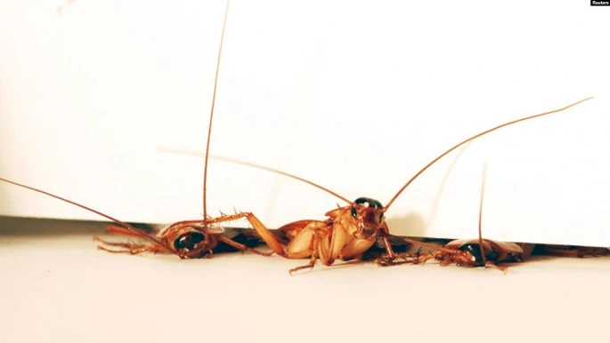German Cockroaches Uprising in Dhaka City My News Bangladesh