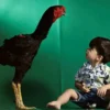 Giant Indian Rooster My news Bangladesh