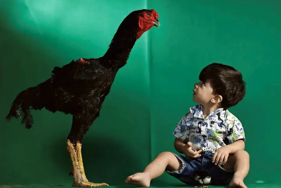 Giant Indian Rooster My news Bangladesh