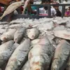 India Set to Receive 4,000 Tons of Hilsa Fish My News Bangladesh