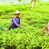 Tea plantations