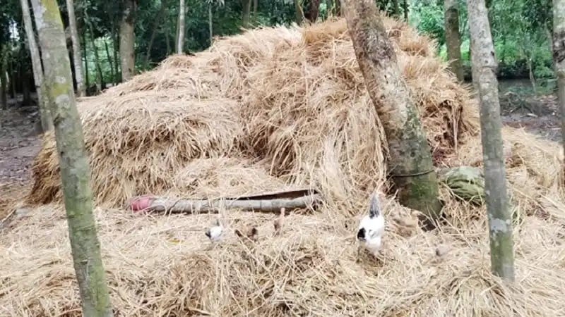 Tragic Hay Pile Accident