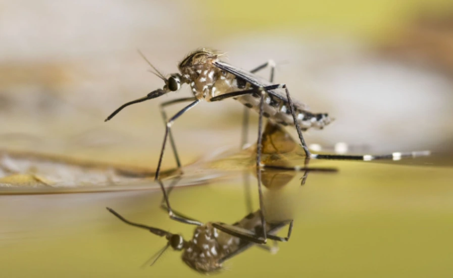 Using mosquito repellent led to government fraud My News Bangladesh