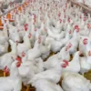 chickens died My New Bangladesh