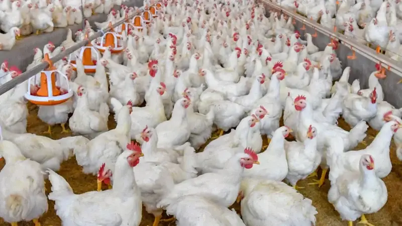 chickens died My New Bangladesh