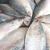 hilsa