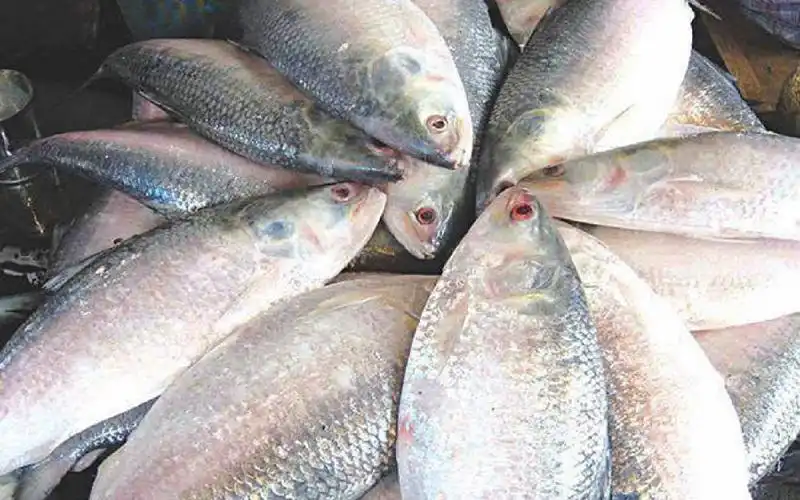 hilsa