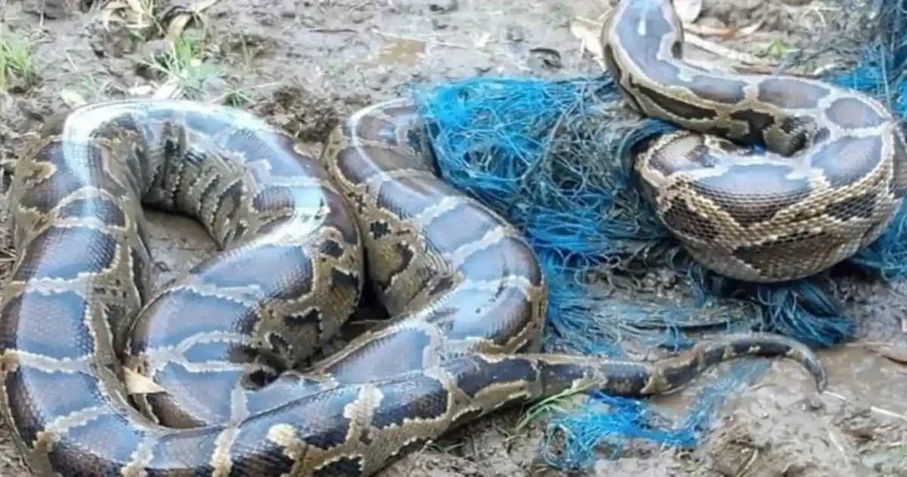 rescued from a pond my news bangladesh
