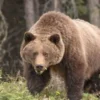Couple killed by bear attack in Canada My News Bangladesh
