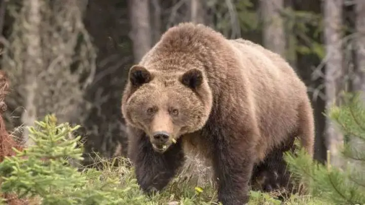 Couple killed by bear attack in Canada My News Bangladesh