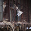 South Korea Is Going To Ban Eating Dog Meat